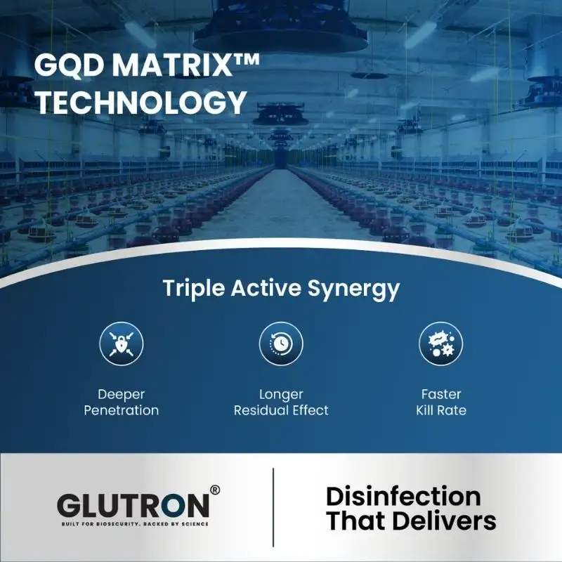 Glutron Design 2 — TeddyPix design work