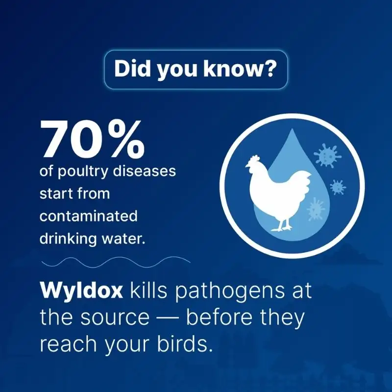 Wyldox Social Media Post 3 — TeddyPix design work